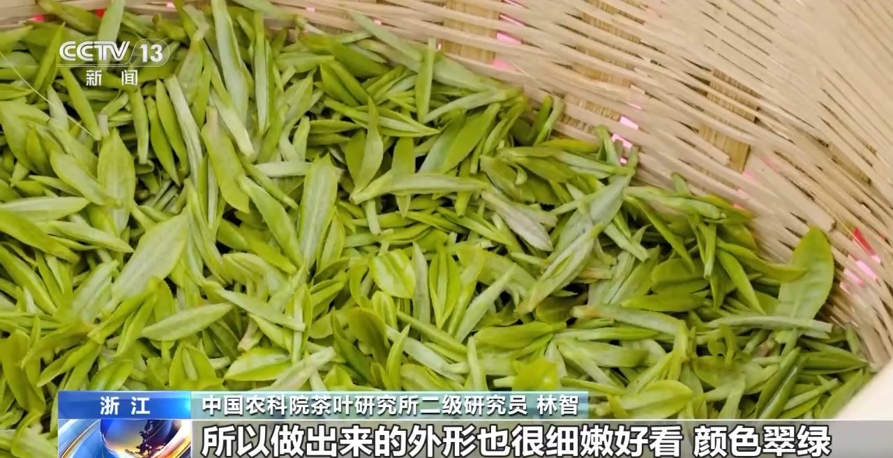 峰期 “明前茶”集中上市有何特点AG真人平台绿茶生产交易进入高(图6)